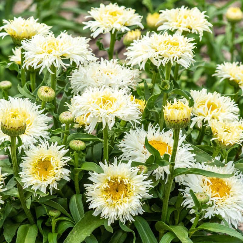 Coconut Leucanthemum - Shasta Daisy