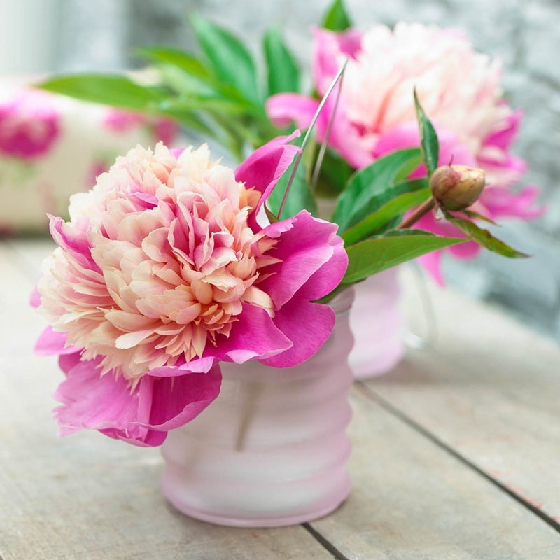 Lady Liberty Peony - Perennials