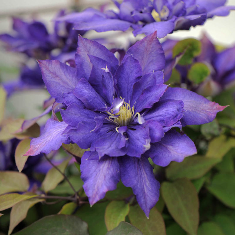 Daniel Deronda Clematis