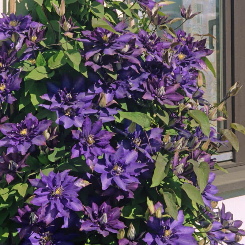 Daniel Deronda Clematis