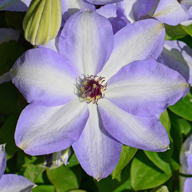 Ivan Olsson Clematis