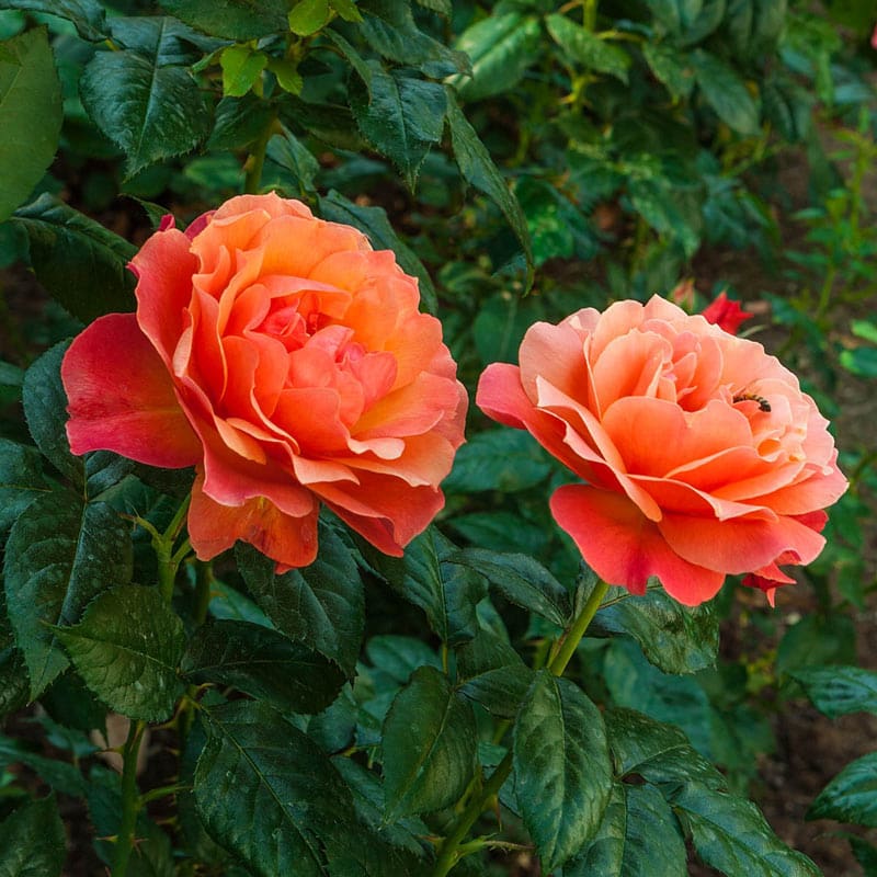 Livin' Easy Floribunda Rose - Shop Roses