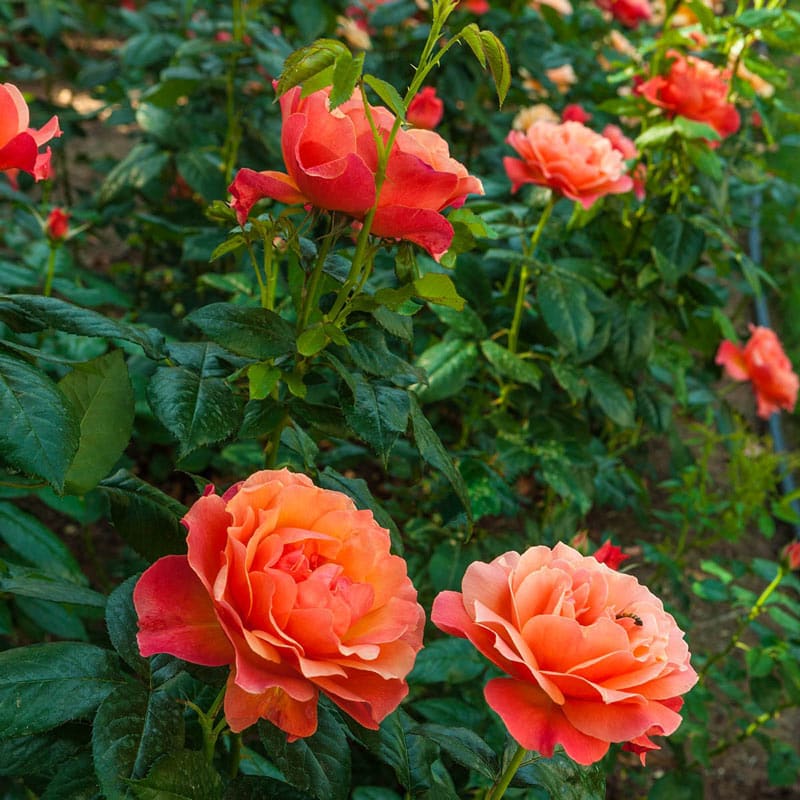 Livin' Easy Floribunda Rose - Shop Roses