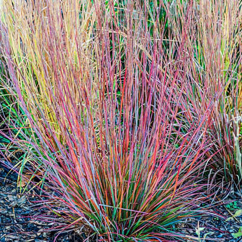 Standing Ovation Little Bluestem