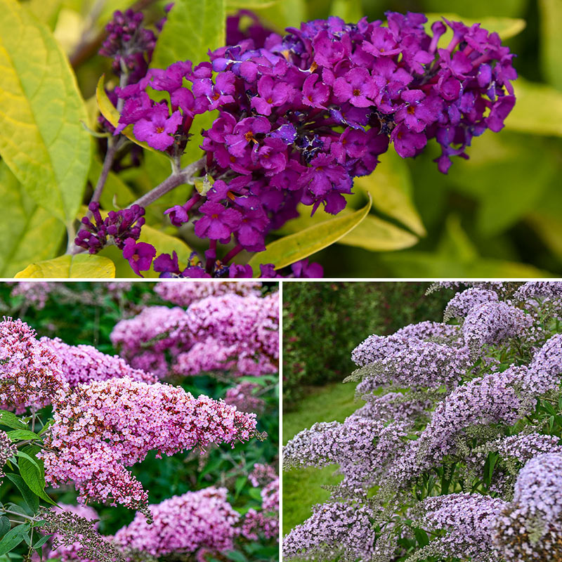 Butterfly Bush Trio