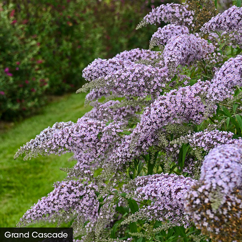 Butterfly Bush Trio