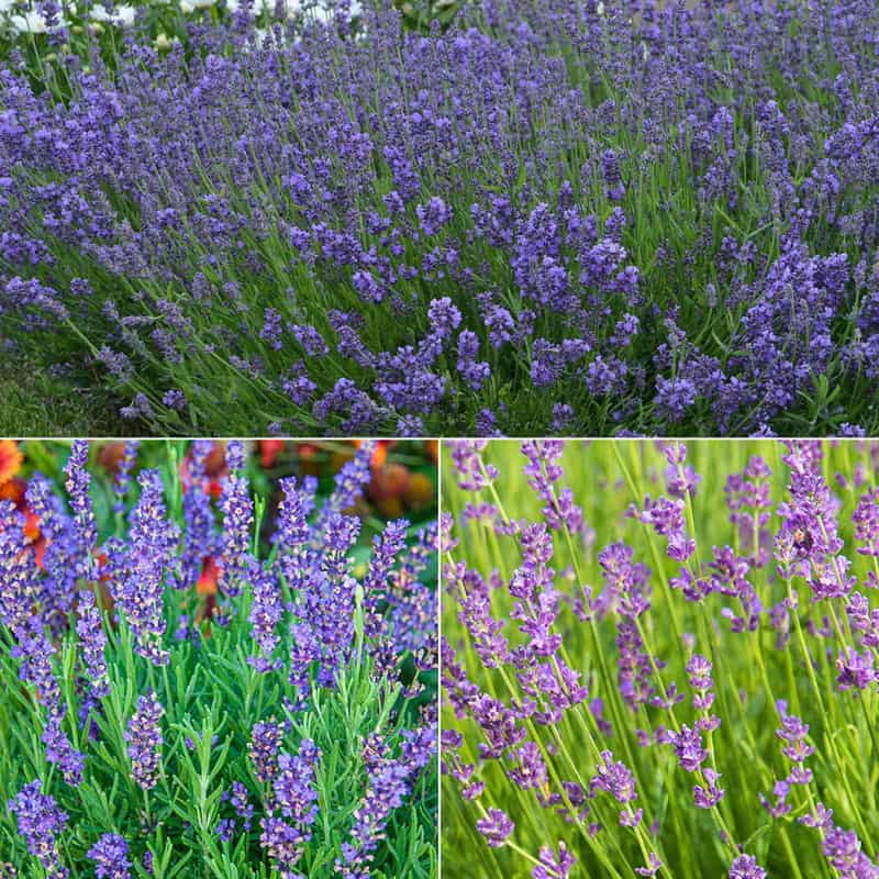 I Love Lavender Collection Perennials