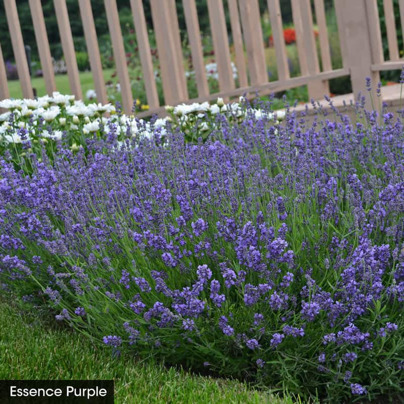 I Love Lavender Collection Perennials