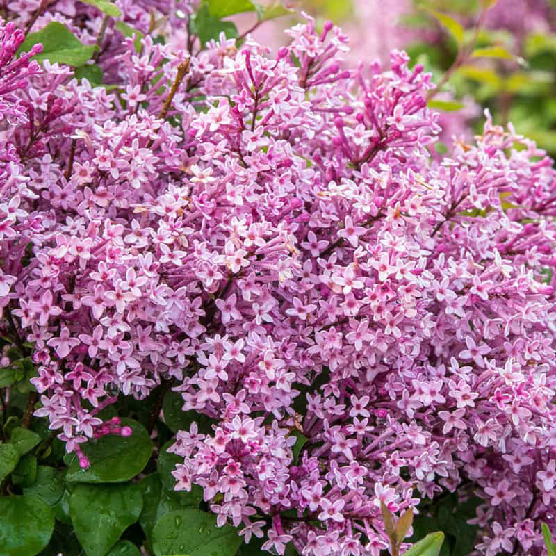 Be Right Back Lilac Shrub - Buy Reblooming Lilacs