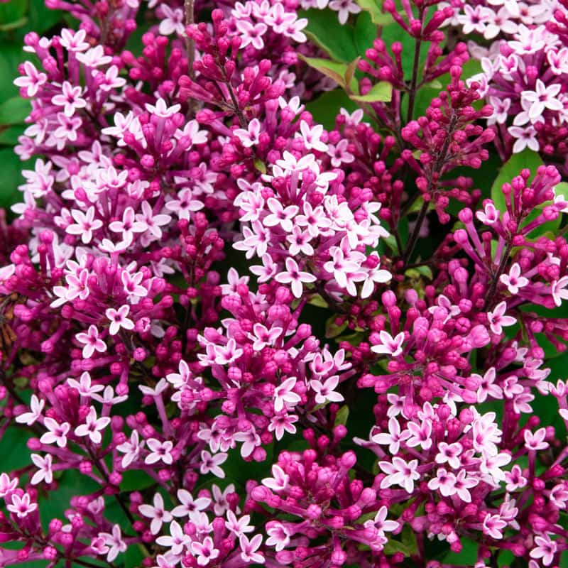 Be Right Back Lilac Shrub - Buy Reblooming Lilacs