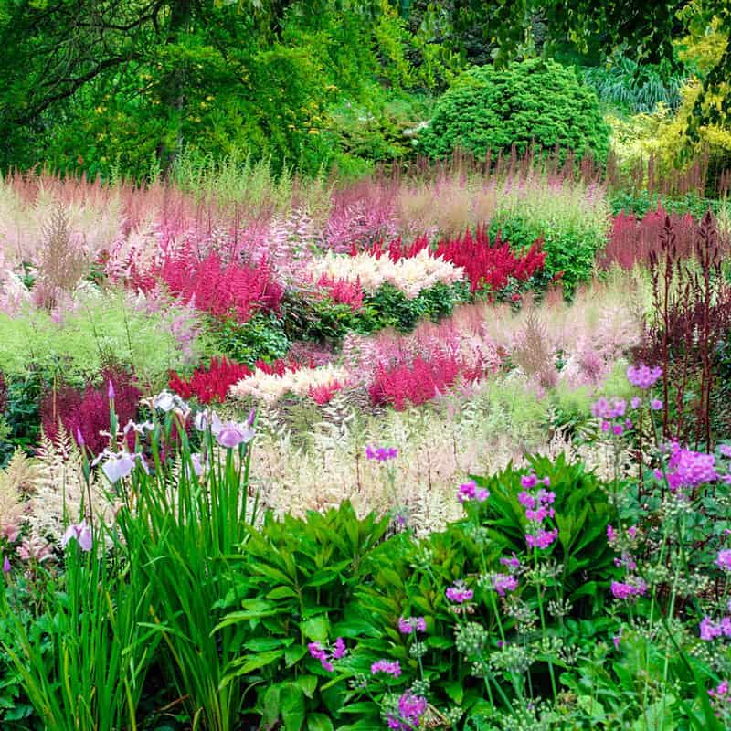 Astounding Astilbe – Shade Perennial