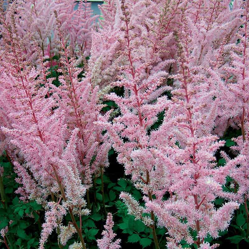 Astounding Astilbe – Shade Perennial