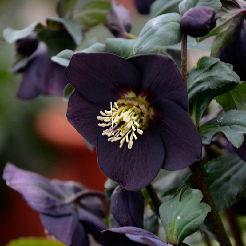 New York Night Lenten Rose