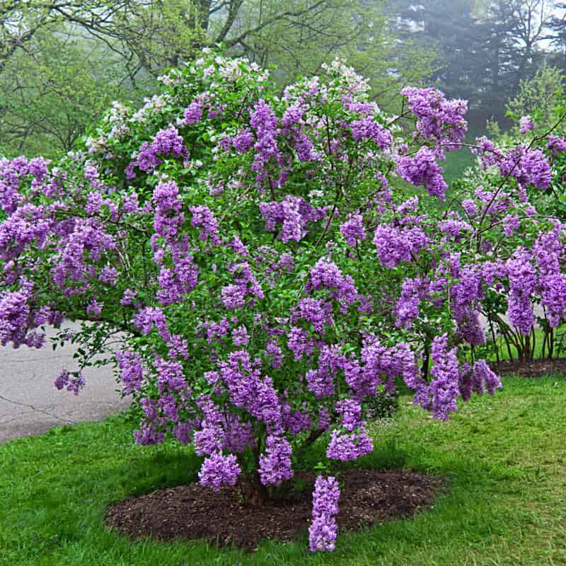 Buy 'Lilac Sunday' Lilac Collection At Plantsrose