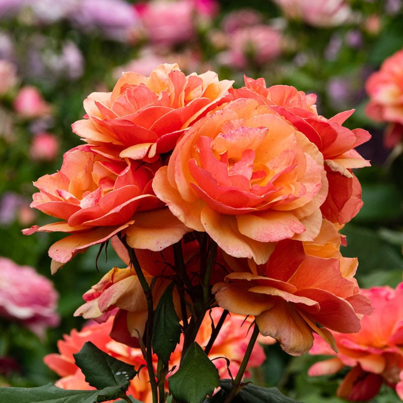 About Face Grandiflora Rose - Buy Roses