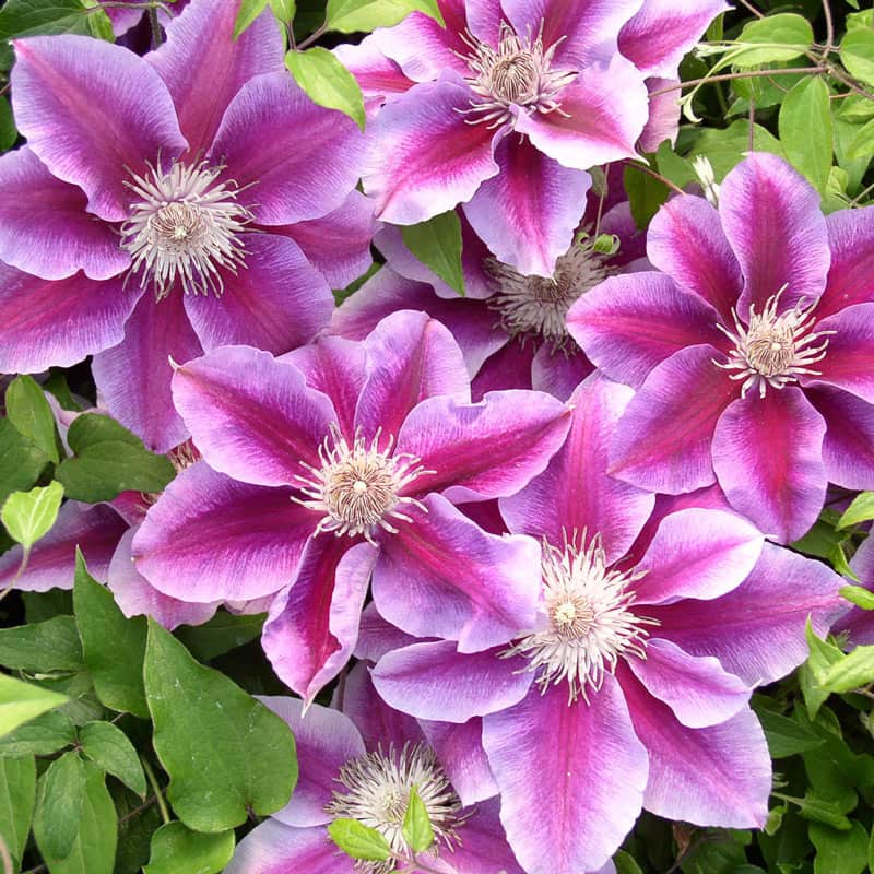 Kilian Donahue Clematis