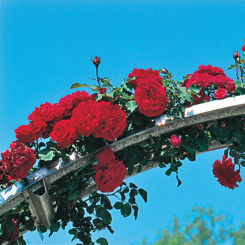 Don Juan Climbing Rose - Shop Roses