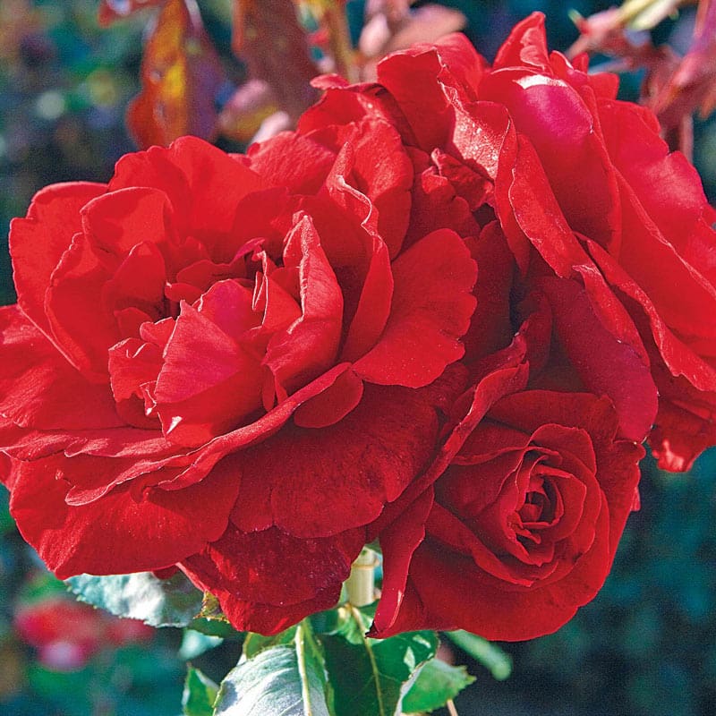 Don Juan Climbing Rose - Shop Roses