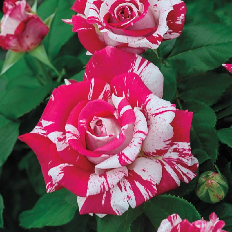 Neil Diamond Hybrid Tea Rose - Shop Roses