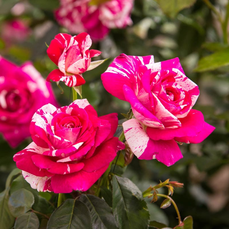 Neil Diamond Hybrid Tea Rose - Shop Roses