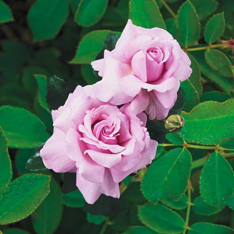 Memorial Day Hybrid Tea Rose