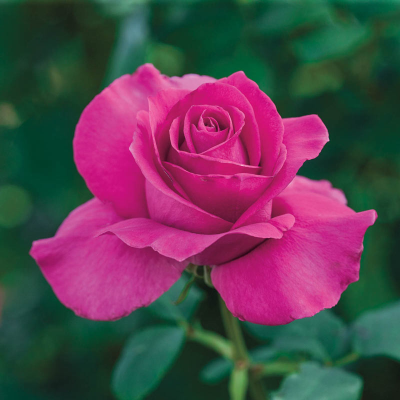 All My Loving Hybrid Tea Rose - Buy Roses