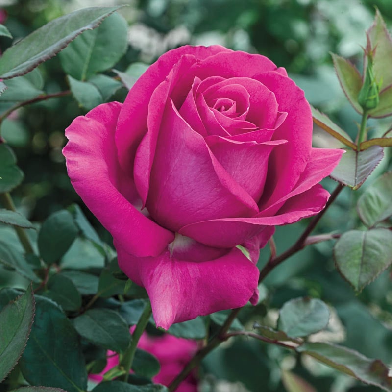 All My Loving Hybrid Tea Rose - Buy Roses