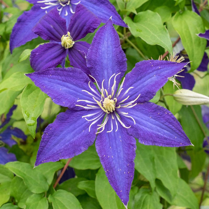 Clematis Rhapsody - Shop Clematis