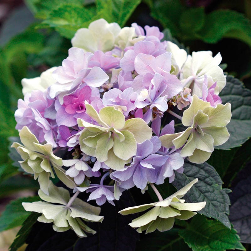 Felicity Hydrangea — Shrubs