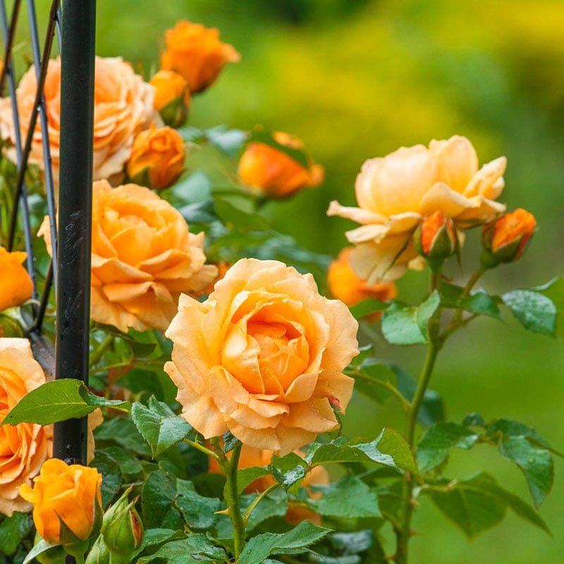 Golden  Climbing Rose