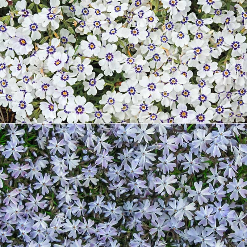 Delft Groundcover Phlox Collection