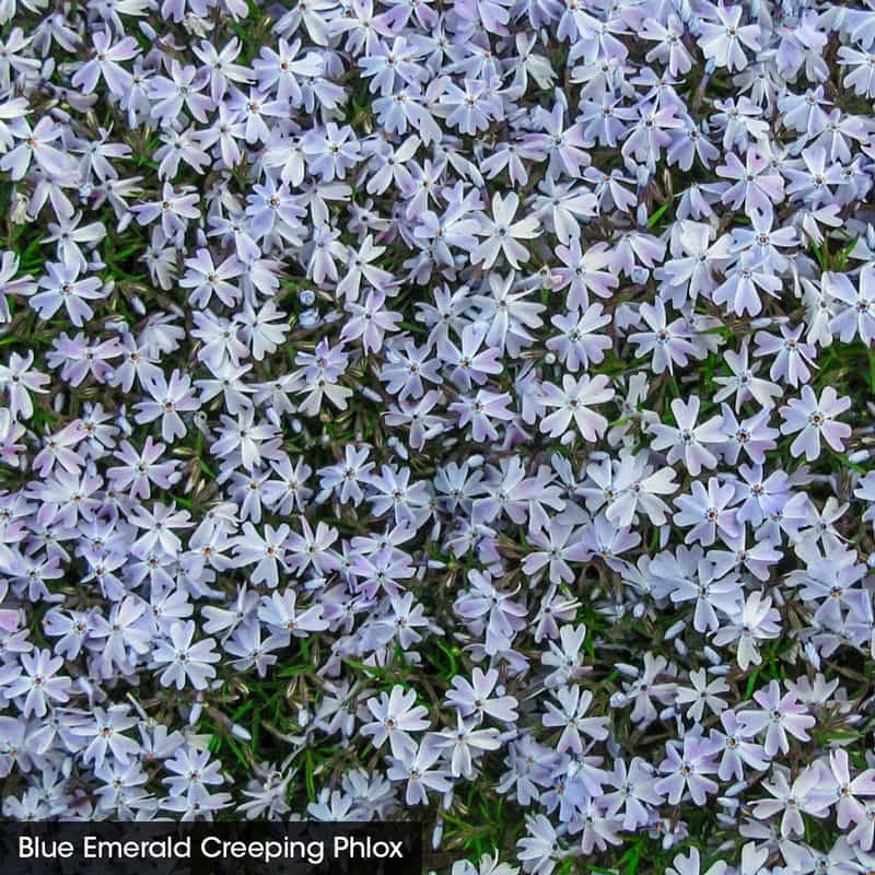 Delft Groundcover Phlox Collection