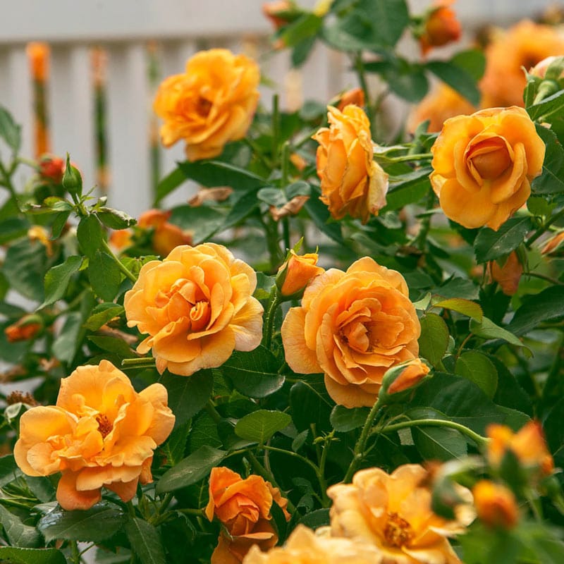 Orange Roses for Sale - Orange Freedom Rose