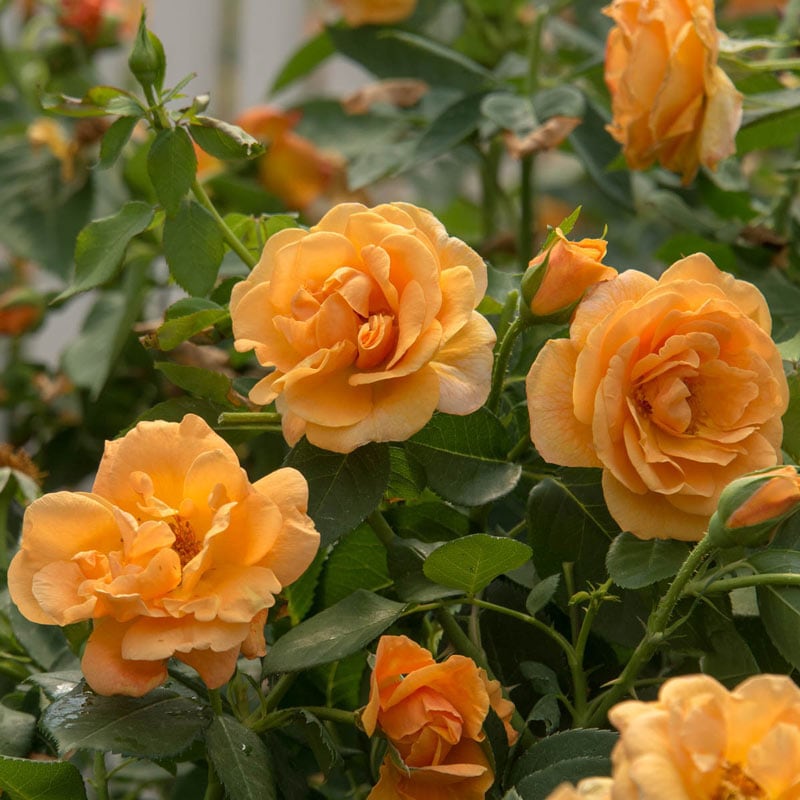 Orange Roses for Sale - Orange Freedom Rose