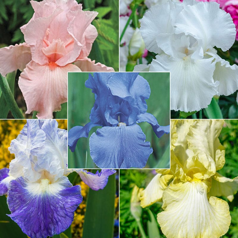 Reblooming Iris Collection- Iris Rhizomes