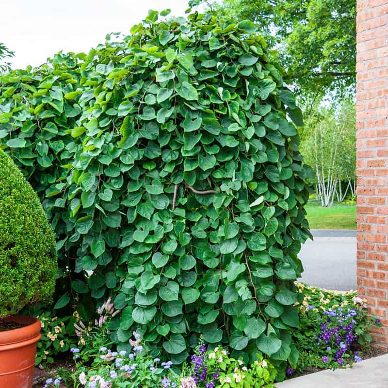 Buy Lavender Twist Weeping Redbud Trees - Flowering Trees