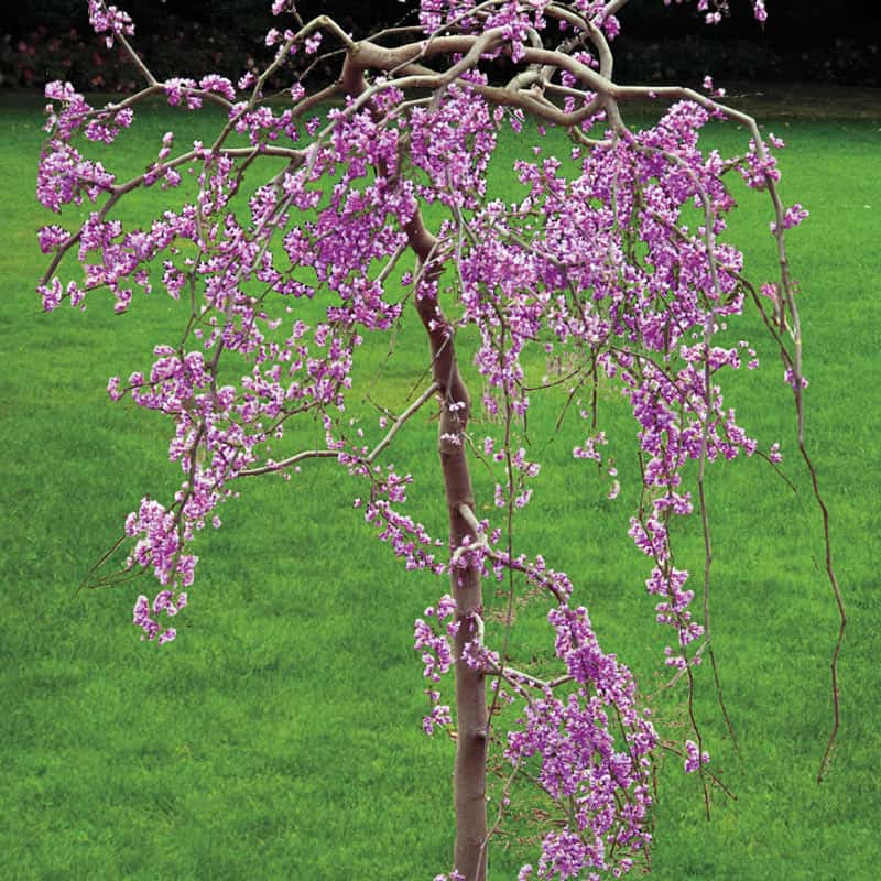 Buy Lavender Twist Weeping Redbud Trees - Flowering Trees