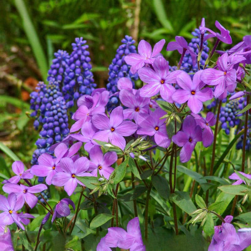 Sherwood Purple Woodland Phlox