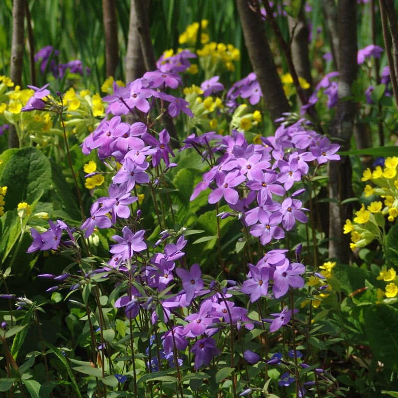 Sherwood Purple Woodland Phlox