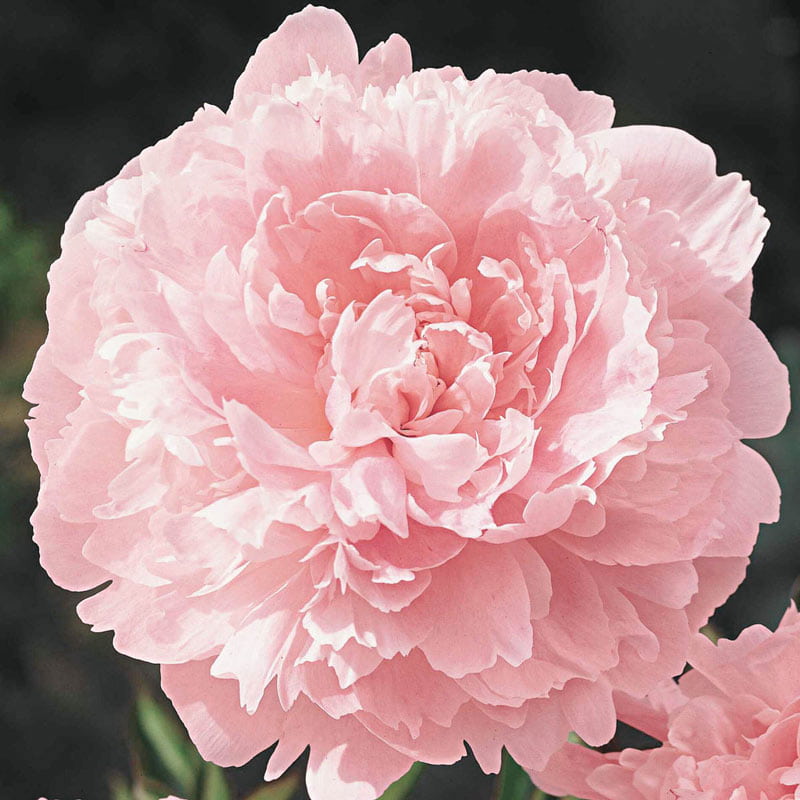 Pillow Talk Peony