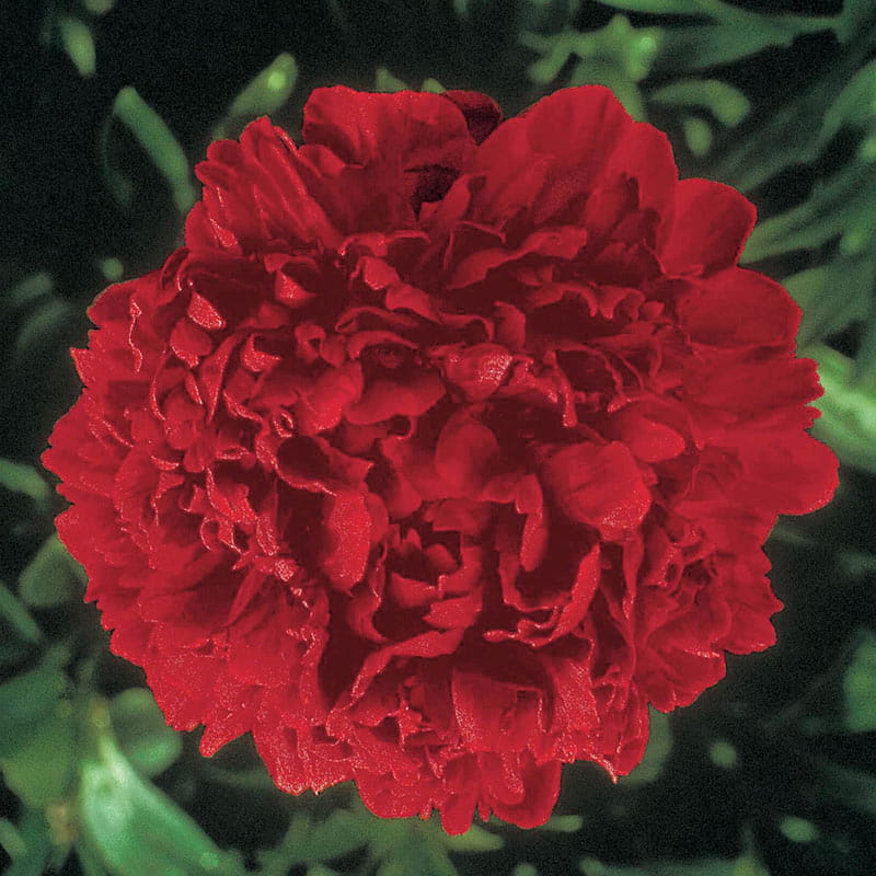 Felix Supreme Peony