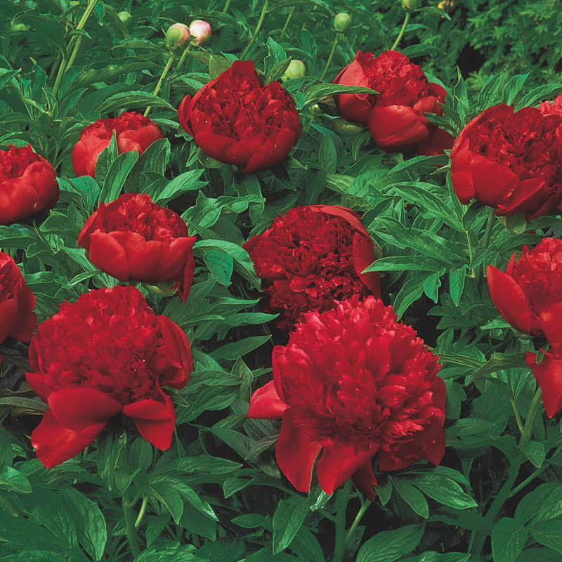 Felix Supreme Peony