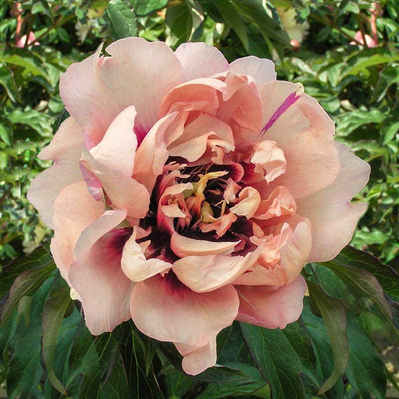 Oochigeas Itoh Peony - Paeonia hybrid