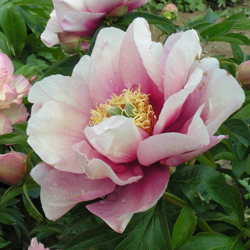 Pastel Lilas Itoh Peony– Perennials