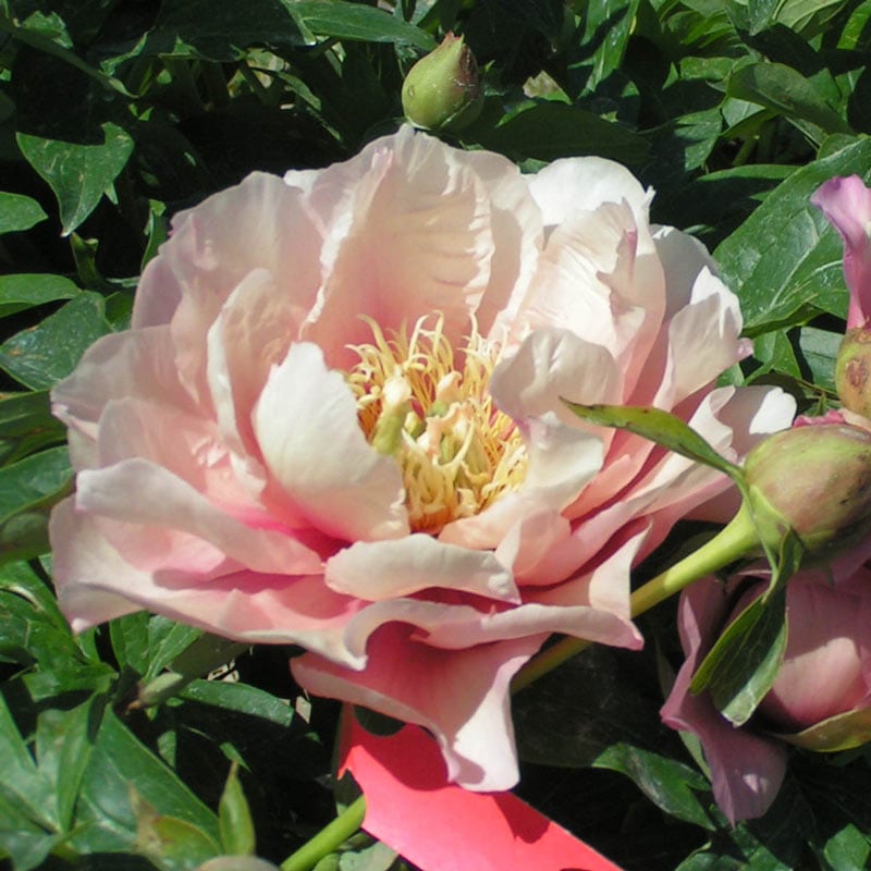 Pastel Lilas Itoh Peony– Perennials