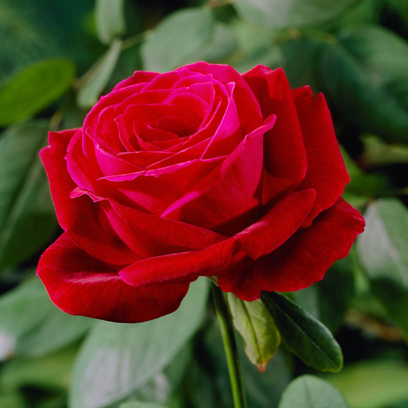 Mister Lincoln Hybrid Tea Rose - Shop Roses