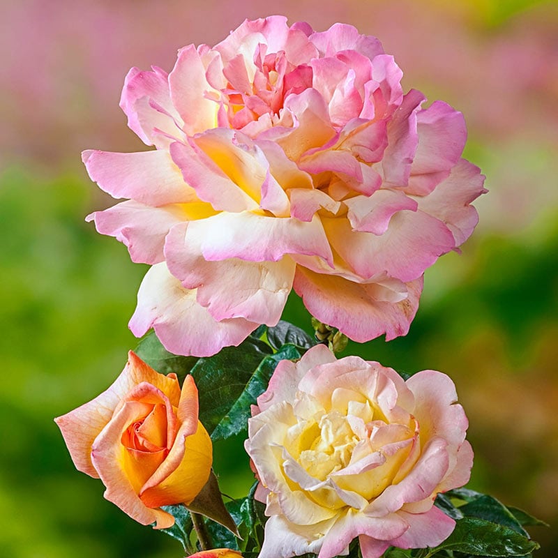 Peace Hybrid Tea Rose - Buy Roses