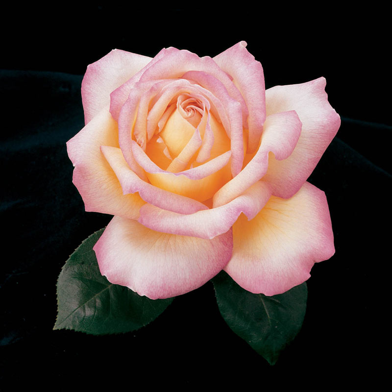 Peace Hybrid Tea Rose - Buy Roses