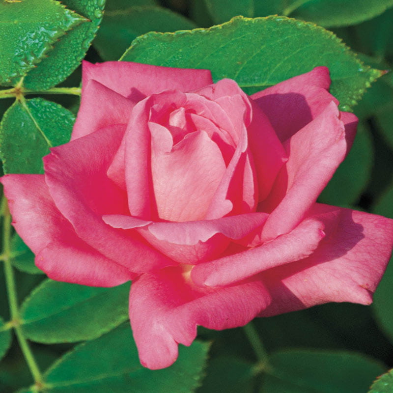 Perfume Delight Rose - Hybrid Tea Rose