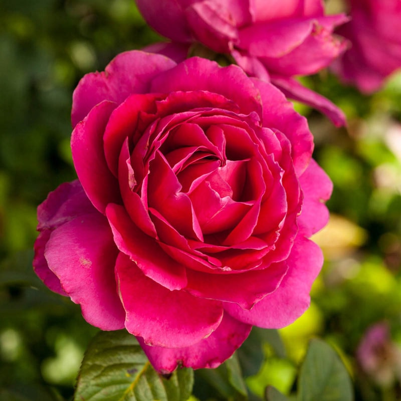 Pretty Lady Rose Jumbo Bareroot